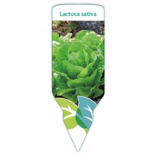 Lechuga (Lactuca sativa)