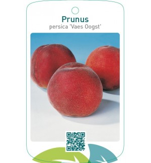 Prunus persica ‘Vaes Oogst’