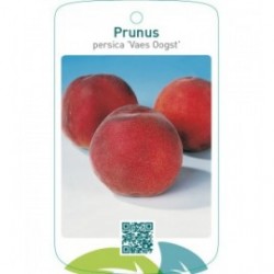 Prunus persica ‘Vaes Oogst’