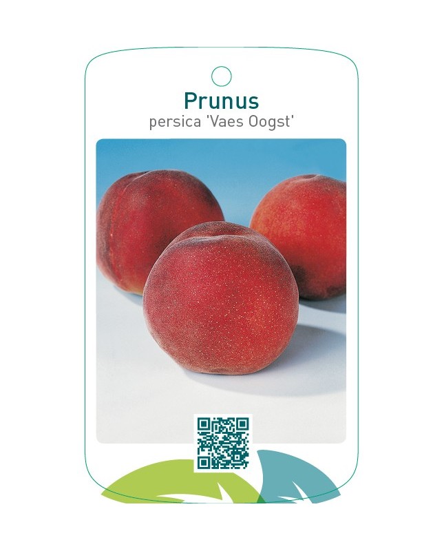 Prunus persica ‘Vaes Oogst’