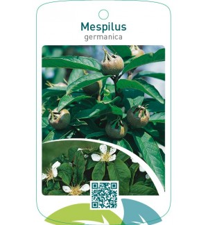 Mespilus germanica  mispel/nefle