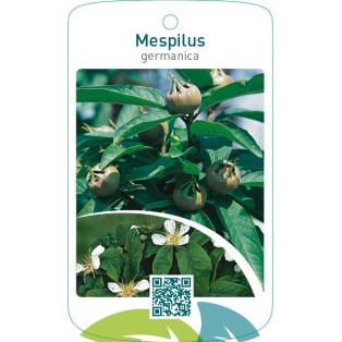 Mespilus germanica  mispel/nefle