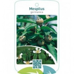 Mespilus germanica  mispel/nefle