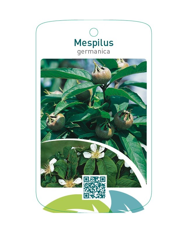Mespilus germanica  mispel/nefle