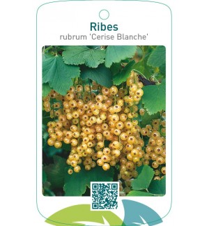 Ribes rubrum ‘Cerise Blanche’