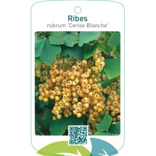 Ribes rubrum ‘Cerise Blanche’
