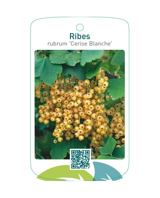 Ribes rubrum ‘Cerise Blanche’