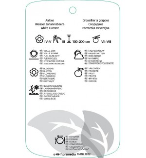 Etichette di Ribes rubrum ‘Cerise Blanche’ *