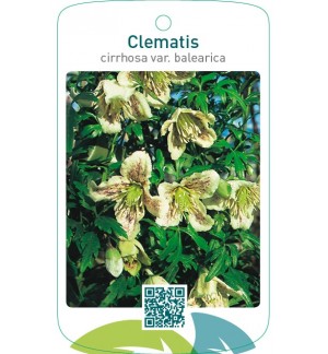 Clematis cirrhosa var. balearica