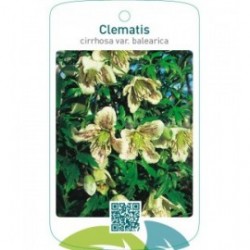 Clematis cirrhosa var. balearica