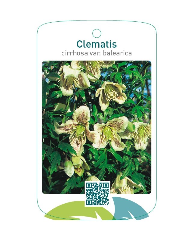 Clematis cirrhosa var. balearica