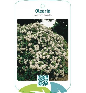 Olearia macrodonta