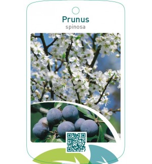 Prunus spinosa