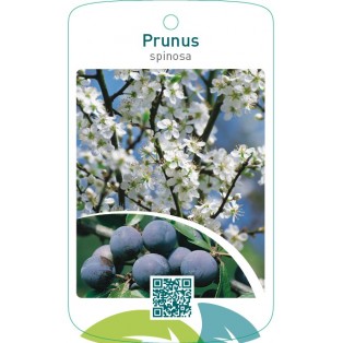 Prunus spinosa