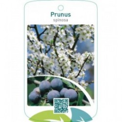 Prunus spinosa