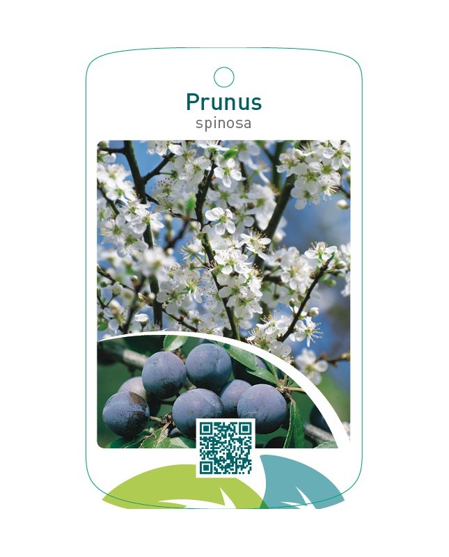 Prunus spinosa