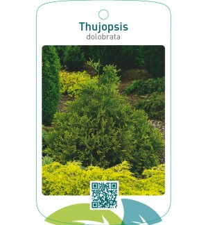 Thujopsis dolobrata