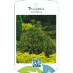 Thujopsis dolobrata