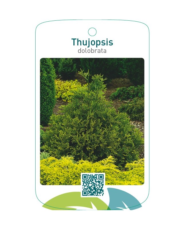 Thujopsis dolobrata