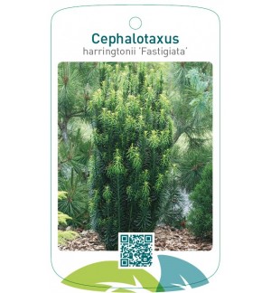 Cephalotaxus harringtonii ’Fastigiata’