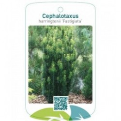 Cephalotaxus harringtonii ’Fastigiata’