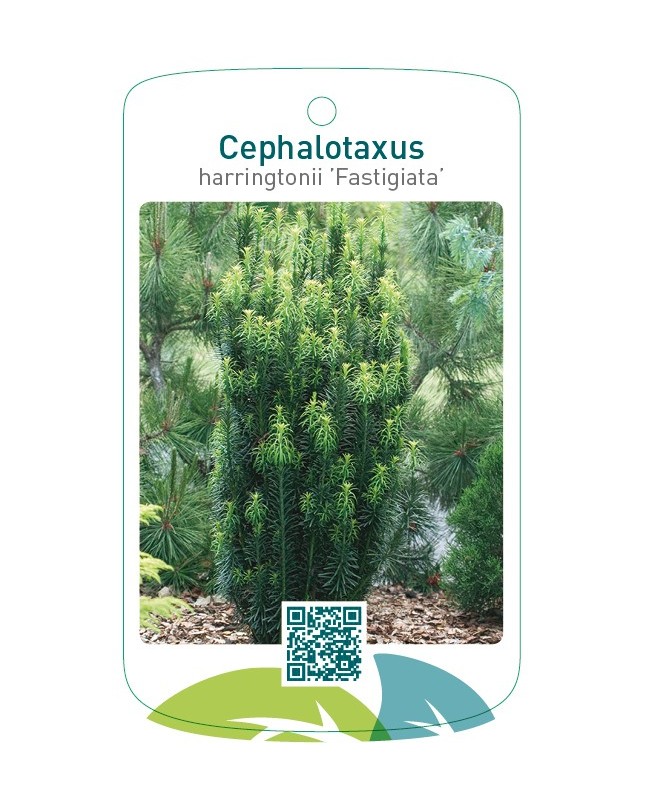 Cephalotaxus harringtonii ’Fastigiata’