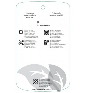 Etichette di Cephalotaxus harringtonii ’Fastigiata’ *