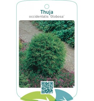 Thuja occidentalis ‘Globosa’
