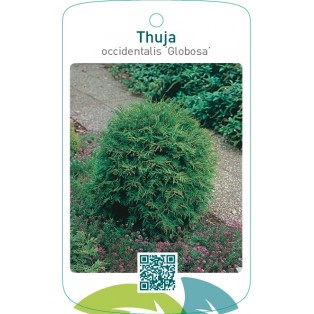 Thuja occidentalis ‘Globosa’
