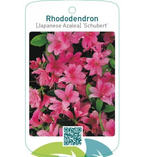 Rhododendron [Japanese Azalea] ‘Schubert’