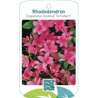 Rhododendron [Japanese Azalea] ‘Schubert’