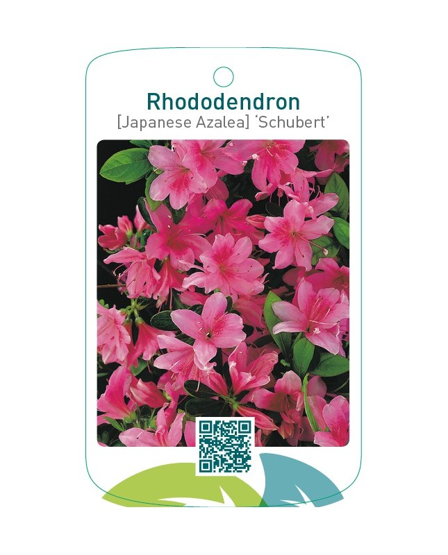 Rhododendron [Japanese Azalea] ‘Schubert’