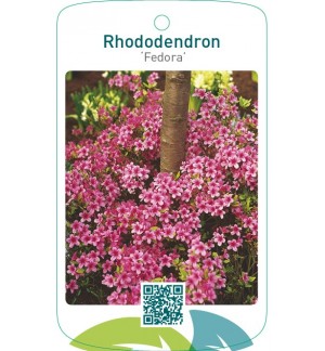 Rhododendron [Japanese Azalea] ‘Fedora’