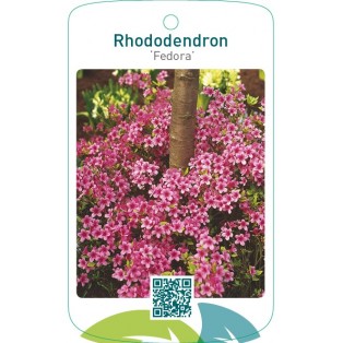 Rhododendron [Japanese Azalea] ‘Fedora’