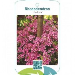 Rhododendron [Japanese Azalea] ‘Fedora’