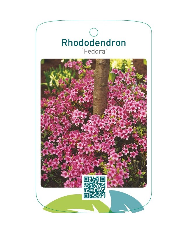 Rhododendron [Japanese Azalea] ‘Fedora’
