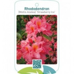 Rhododendron [Mollis Azalea] ‘Strawberry Ice’