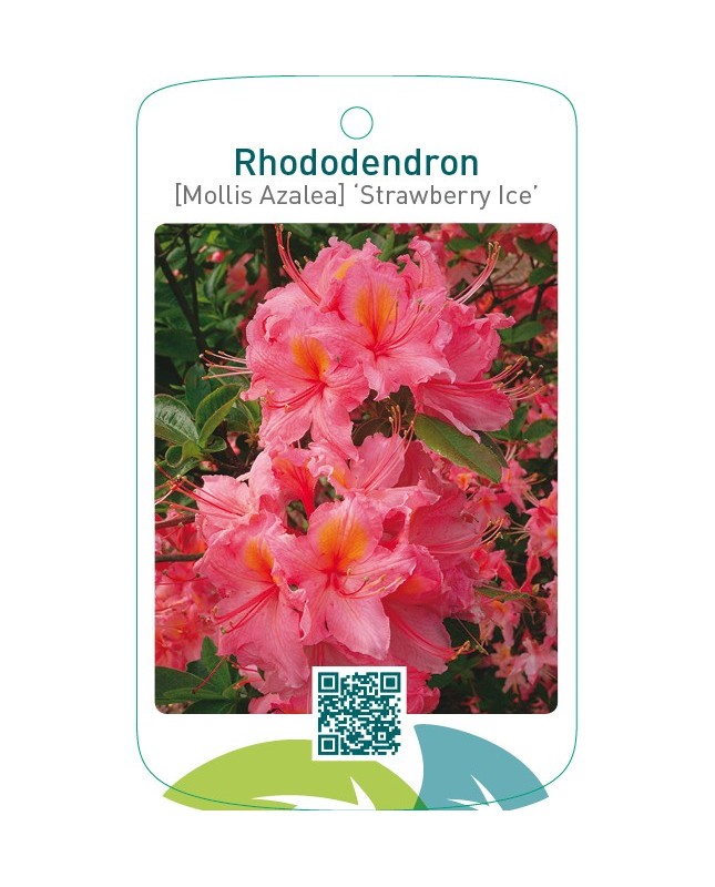 Rhododendron [Mollis Azalea] ‘Strawberry Ice’