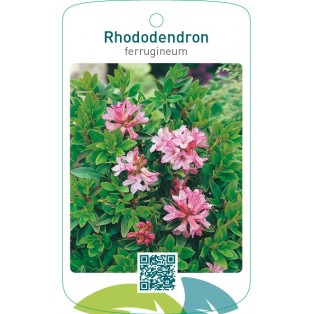 Rhododendron ferrugineum