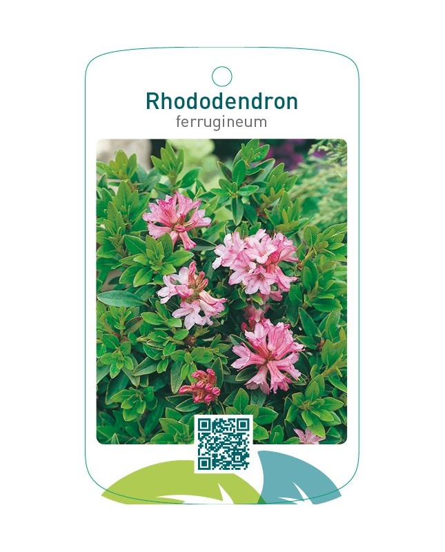 Rhododendron ferrugineum