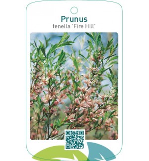 Prunus tenella ‘Fire Hill’
