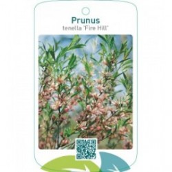 Prunus tenella ‘Fire Hill’