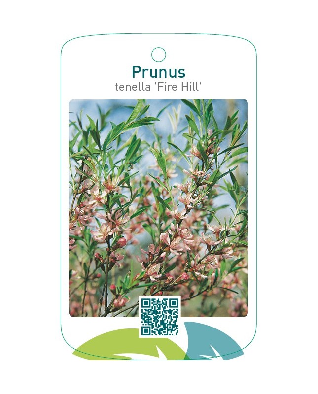 Prunus tenella ‘Fire Hill’