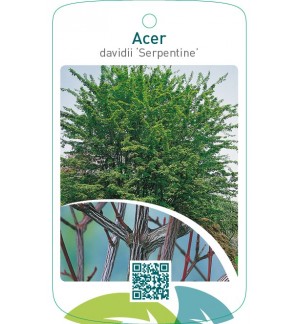 Acer davidii ‘Serpentine’