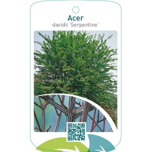 Acer davidii ‘Serpentine’