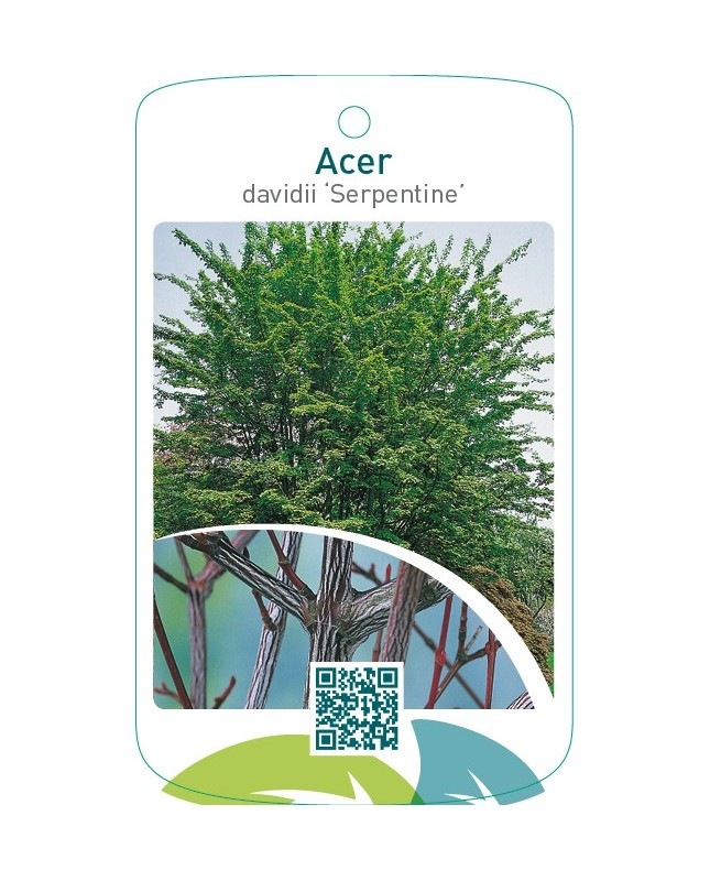 Acer davidii ‘Serpentine’