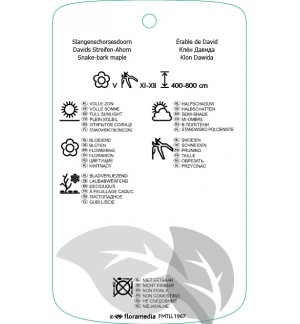 Etichette di Acer davidii ‘Serpentine’ *