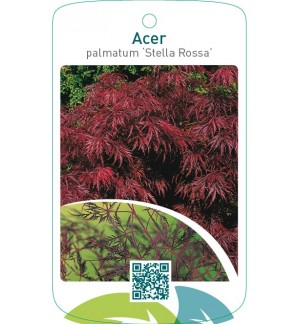 Acer palmatum ‘Stella Rossa’