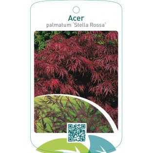 Acer palmatum ‘Stella Rossa’