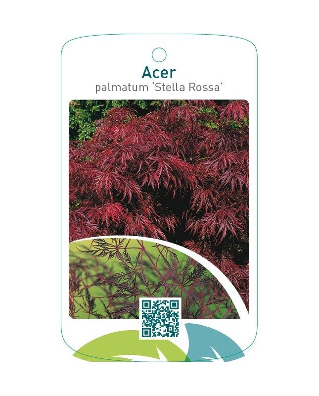 Acer palmatum ‘Stella Rossa’